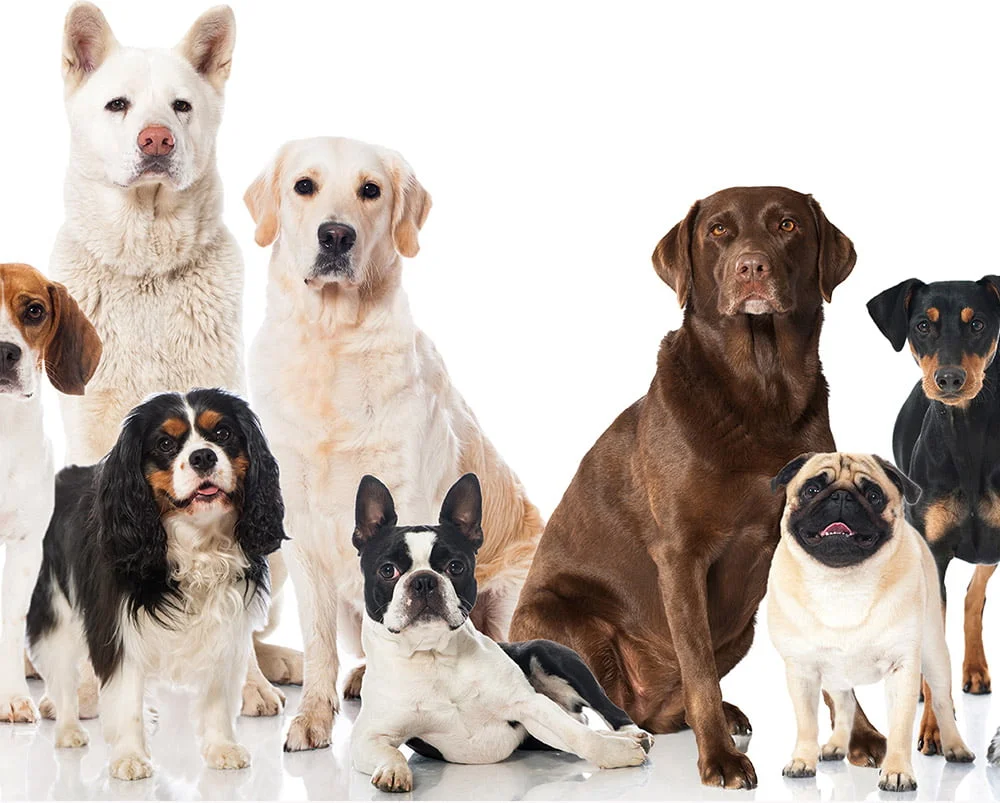 Guia de raças de Cães - Cão Nosso - Escola para Cães