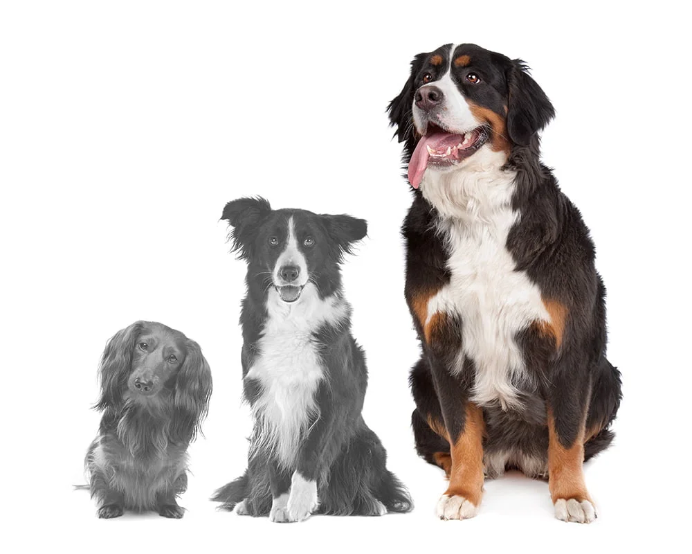 Raças de cães grandes - Cão Nosso