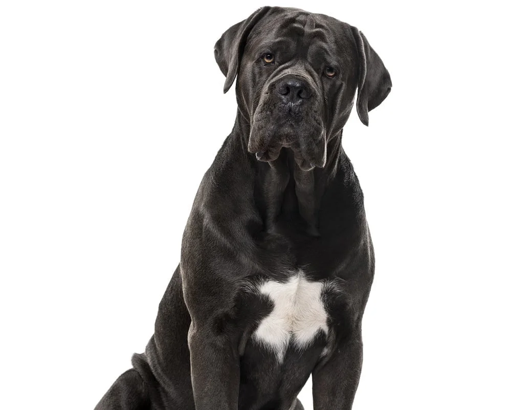 Cores de Cane Corso: Quais são aceitas?