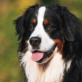 Bernese - Raças de Cães, Informações sobre Cães da Raça Bernese