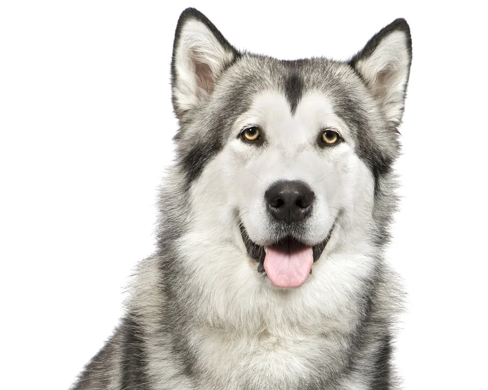 Malamute do store