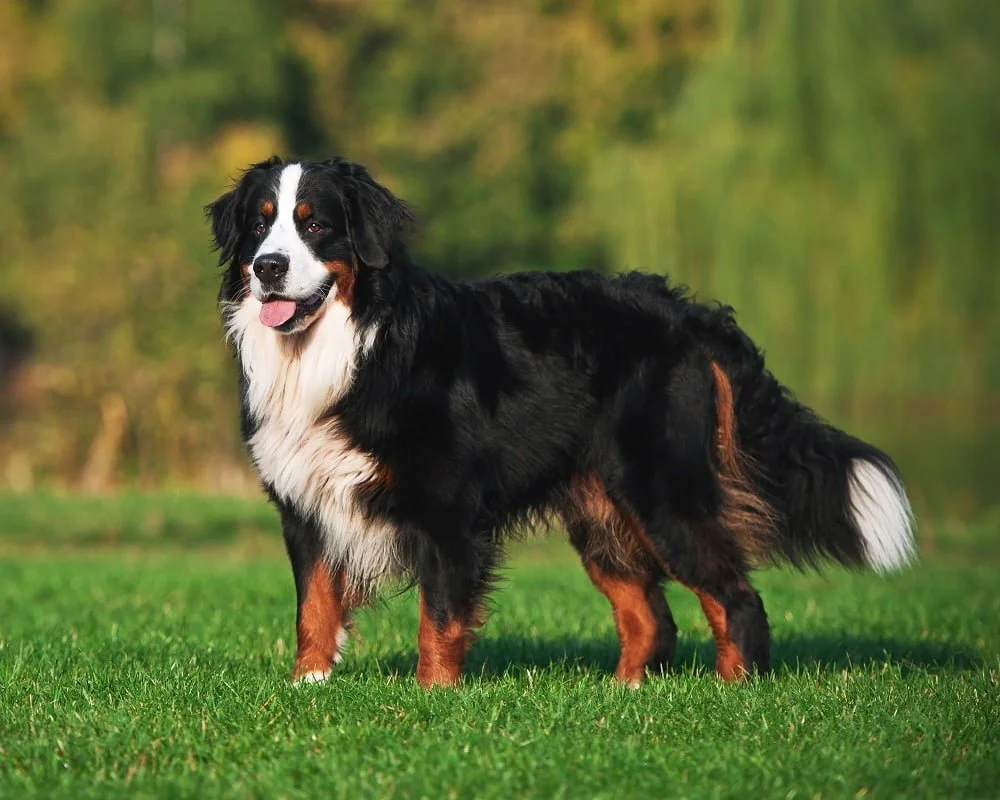 Cão de Montanha de Berna - Raças de Cães Grandes - Cão Nosso
