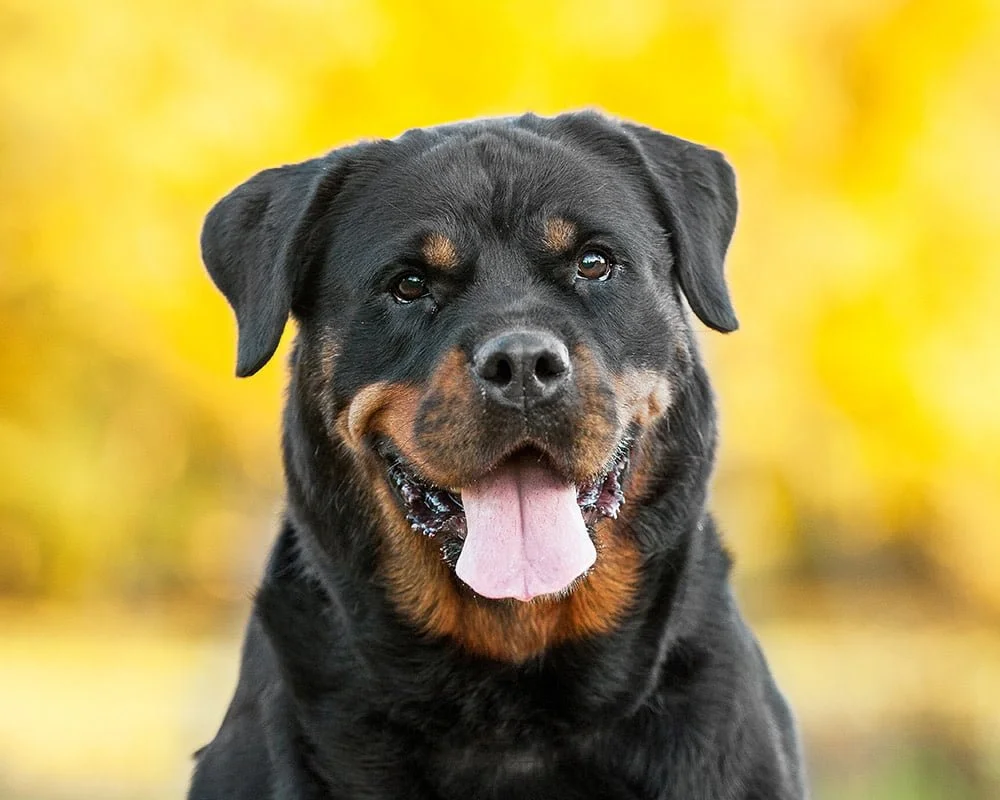 Rottweiler Ra As De C Es Grandes C O Nosso Treino Canino