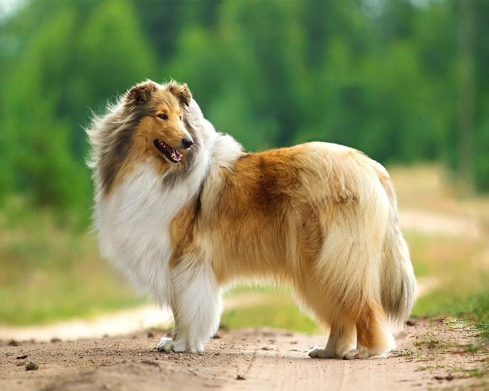 Border Collie - Raças de Cães Médios - Cão Nosso - Creche Canina