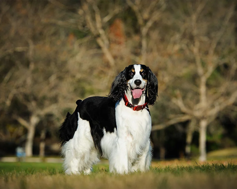 SPRINGER SPANIEL INGLÊS: características e cuidados