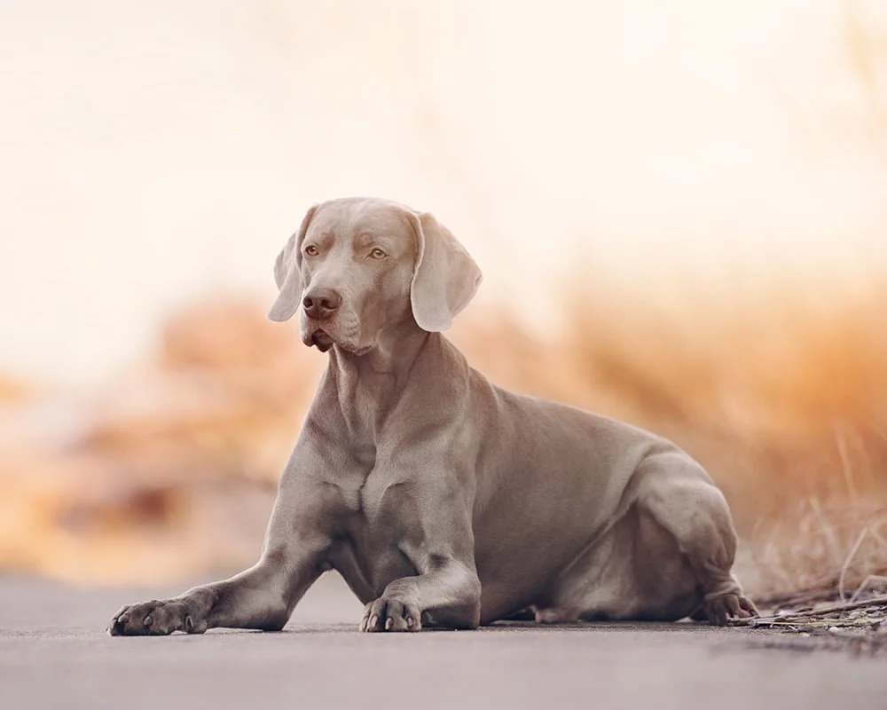 Weimaraner - Raças de Cães Grandes - Cão Nosso - Creche Canina