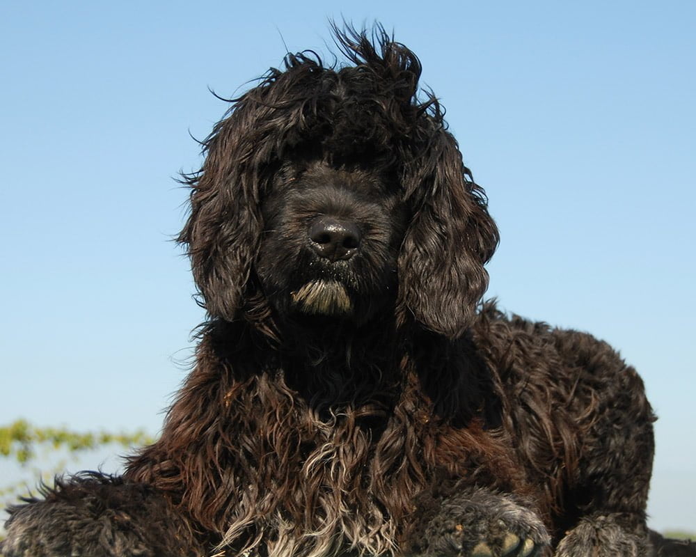 cão d'água português, cão d'água de Portugal, Cão d'água