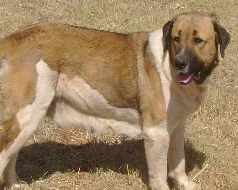 Cão de raça ou cão rafeiro?  Vantagens e desvantagens de cada um