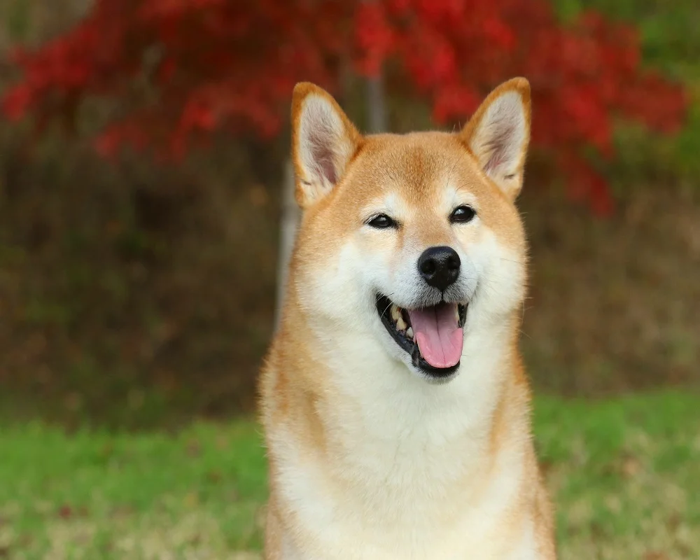 Shiba Inu - Cão Nosso